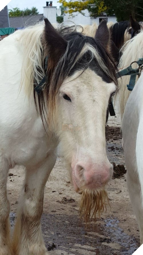 14 chú ngựa trông thật menly khi mọc râu - Ảnh 19.