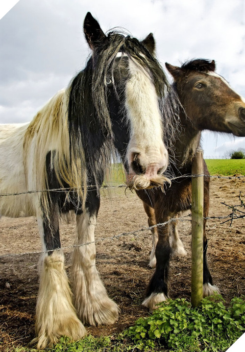14 chú ngựa trông thật menly khi mọc râu - Ảnh 21.