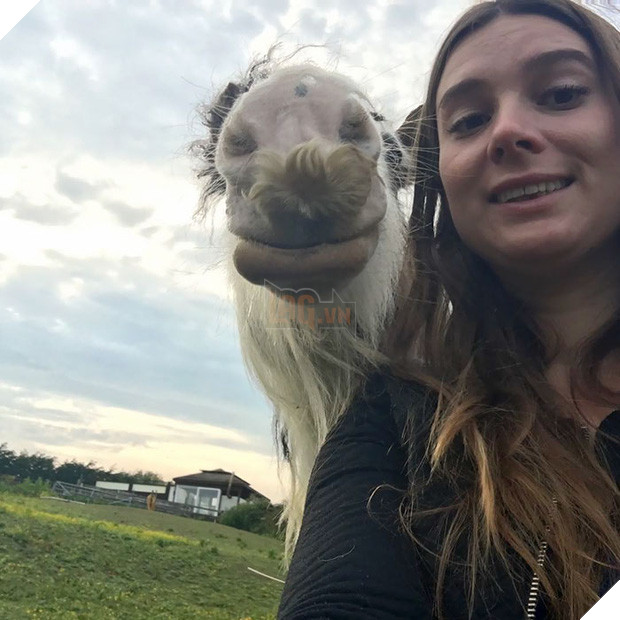 14 chú ngựa trông thật menly khi mọc râu - Ảnh 25.