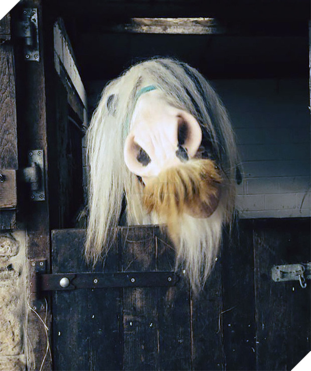 14 chú ngựa trông thật menly khi mọc râu - Ảnh 27.