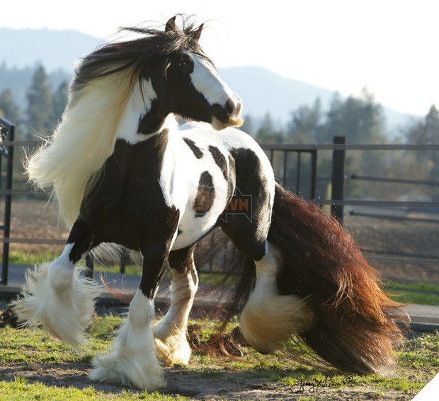 14 chú ngựa trông thật menly khi mọc râu - Ảnh 3.