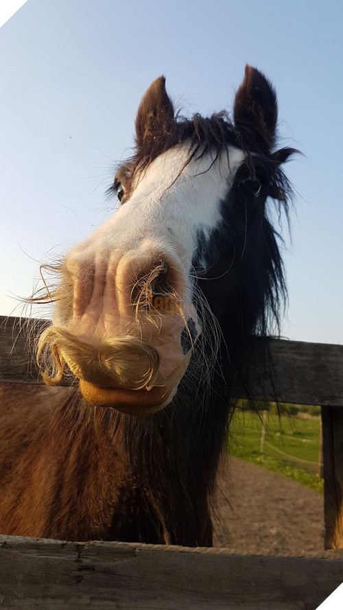 14 chú ngựa trông thật menly khi mọc râu - Ảnh 5.