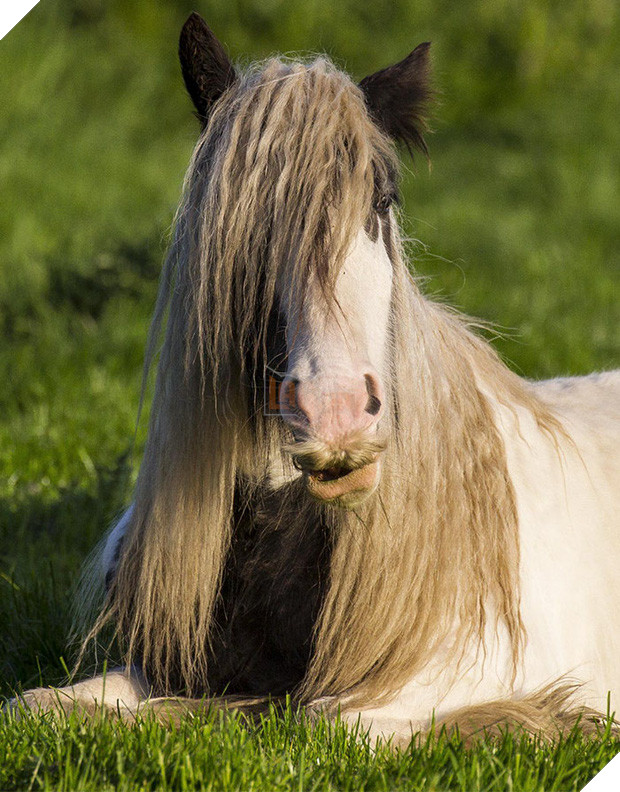 14 chú ngựa trông thật menly khi mọc râu - Ảnh 7.