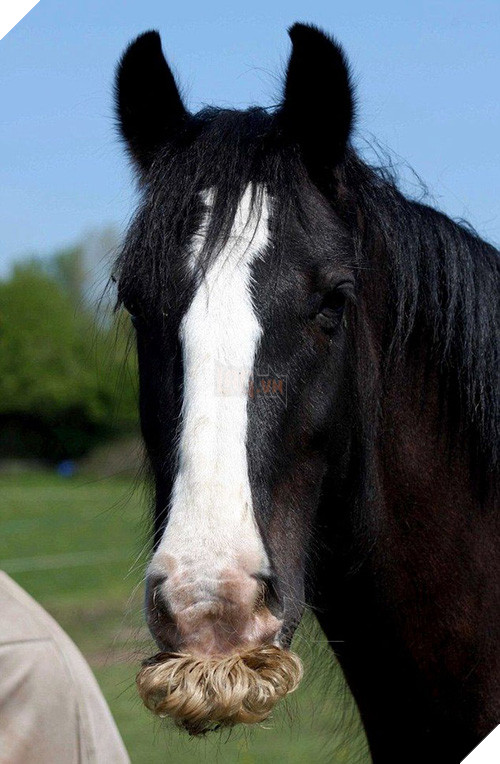 14 chú ngựa trông thật menly khi mọc râu - Ảnh 9.