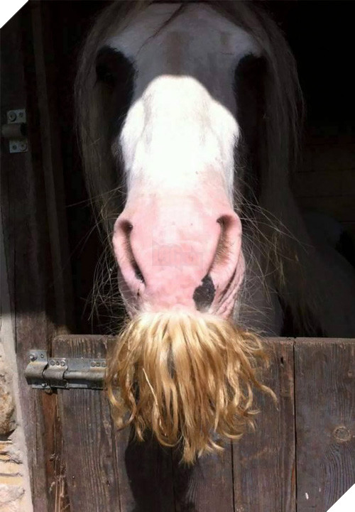 14 chú ngựa trông thật menly khi mọc râu - Ảnh 11.