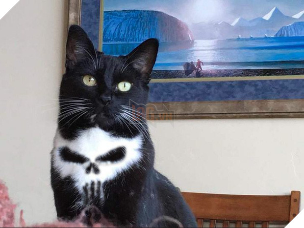 Chú mèo đầu lâu bị các thánh chế ảnh rảnh việc lôi lên thớt làm thịt - Ảnh 1.