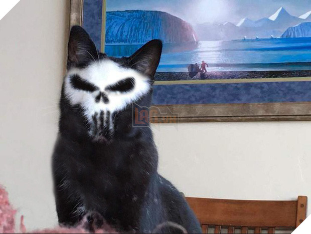 Chú mèo đầu lâu bị các thánh chế ảnh rảnh việc lôi lên thớt làm thịt - Ảnh 18.