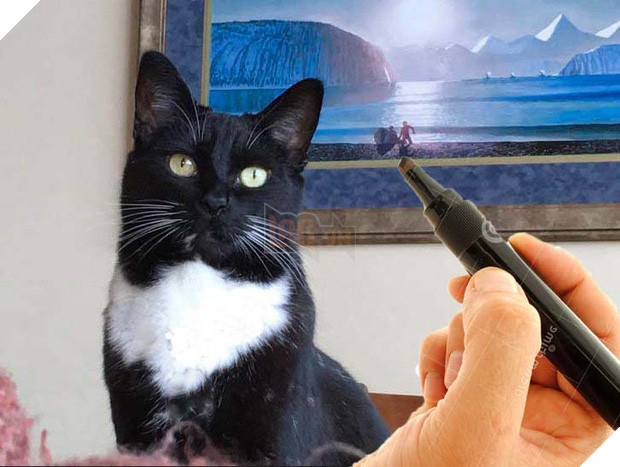 Chú mèo đầu lâu bị các thánh chế ảnh rảnh việc lôi lên thớt làm thịt - Ảnh 16.