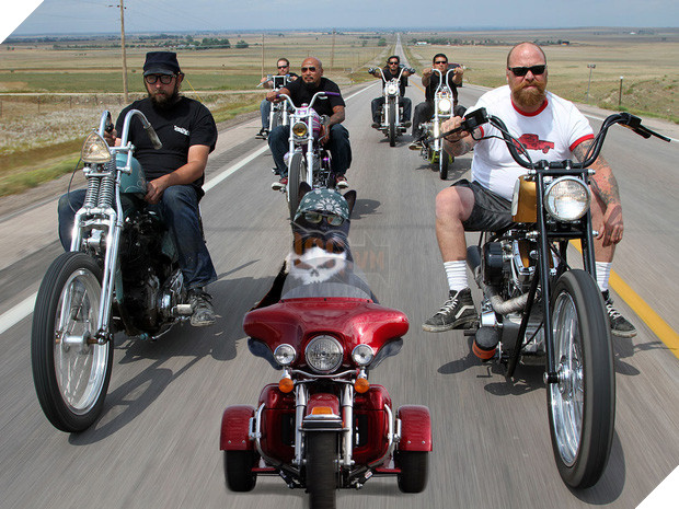 Chú mèo đầu lâu bị các thánh chế ảnh rảnh việc lôi lên thớt làm thịt - Ảnh 2.