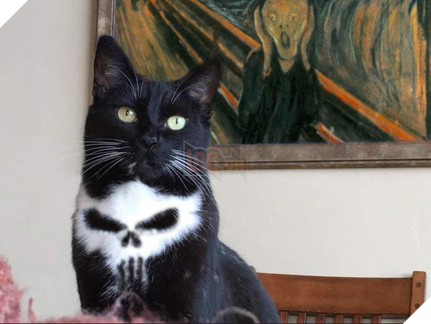 Chú mèo đầu lâu bị các thánh chế ảnh rảnh việc lôi lên thớt làm thịt - Ảnh 14.