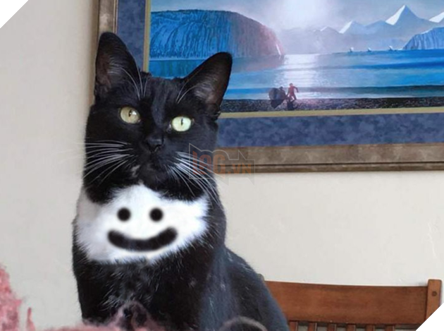 Chú mèo đầu lâu bị các thánh chế ảnh rảnh việc lôi lên thớt làm thịt - Ảnh 20.