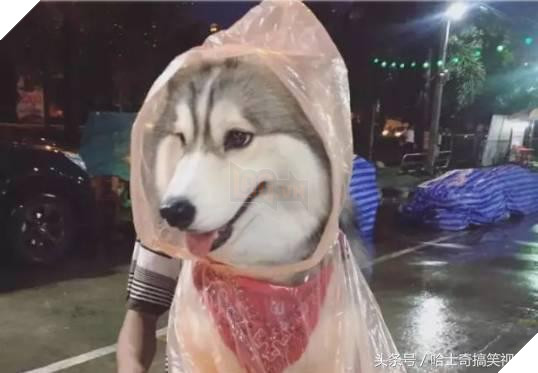 Bạn còn nhớ chú chó mặc áo mưa gây bão mạng? Giờ em ấy đã thành ‘nhân viên bán hàng’ ở chợ đêm