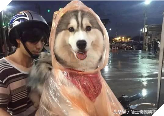 Bạn còn nhớ chú chó mặc áo mưa gây bão mạng? Giờ em ấy đã thành ‘nhân viên bán hàng’ ở chợ đêm 2