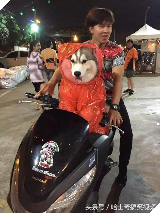 Bạn còn nhớ chú chó mặc áo mưa gây bão mạng? Giờ em ấy đã thành ‘nhân viên bán hàng’ ở chợ đêm 3