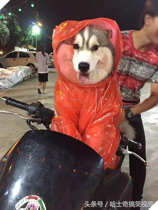 Bạn còn nhớ chú chó mặc áo mưa gây bão mạng? Giờ em ấy đã thành ‘nhân viên bán hàng’ ở chợ đêm 4