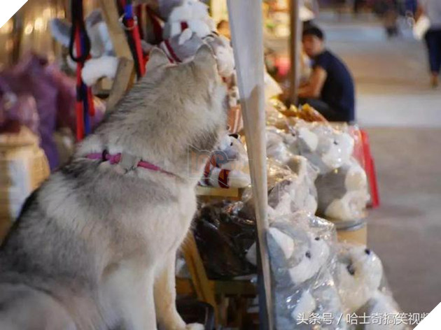 Bạn còn nhớ chú chó mặc áo mưa gây bão mạng? Giờ em ấy đã thành ‘nhân viên bán hàng’ ở chợ đêm 7