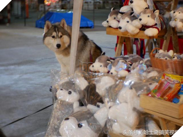 Bạn còn nhớ chú chó mặc áo mưa gây bão mạng? Giờ em ấy đã thành ‘nhân viên bán hàng’ ở chợ đêm 8