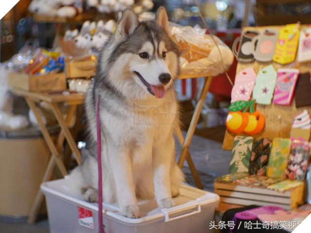 Bạn còn nhớ chú chó mặc áo mưa gây bão mạng? Giờ em ấy đã thành ‘nhân viên bán hàng’ ở chợ đêm 9