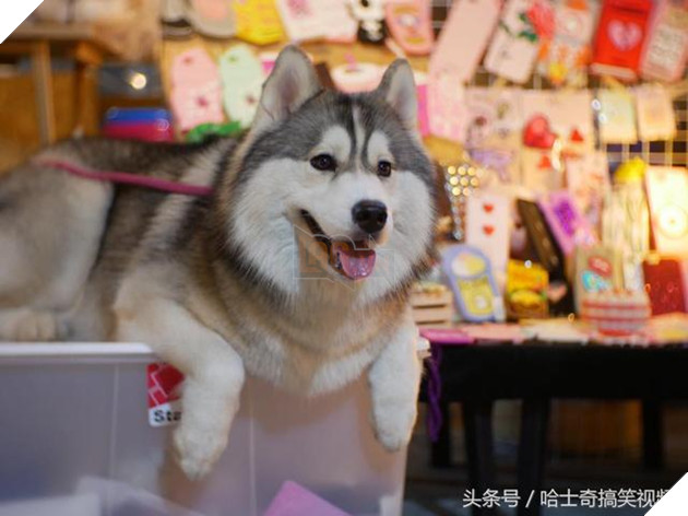 Bạn còn nhớ chú chó mặc áo mưa gây bão mạng? Giờ em ấy đã thành ‘nhân viên bán hàng’ ở chợ đêm 10