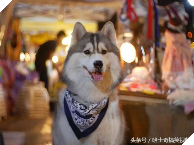 Bạn còn nhớ chú chó mặc áo mưa gây bão mạng? Giờ em ấy đã thành ‘nhân viên bán hàng’ ở chợ đêm 11