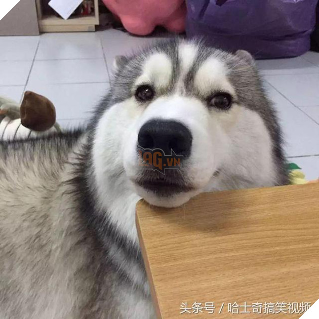 Bạn còn nhớ chú chó mặc áo mưa gây bão mạng? Giờ em ấy đã thành ‘nhân viên bán hàng’ ở chợ đêm 13