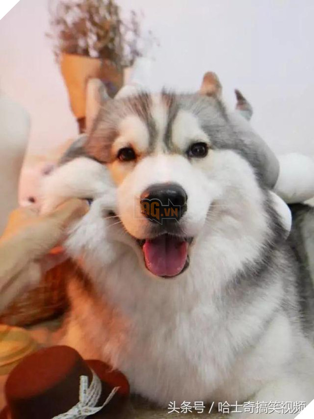 Bạn còn nhớ chú chó mặc áo mưa gây bão mạng? Giờ em ấy đã thành ‘nhân viên bán hàng’ ở chợ đêm 12