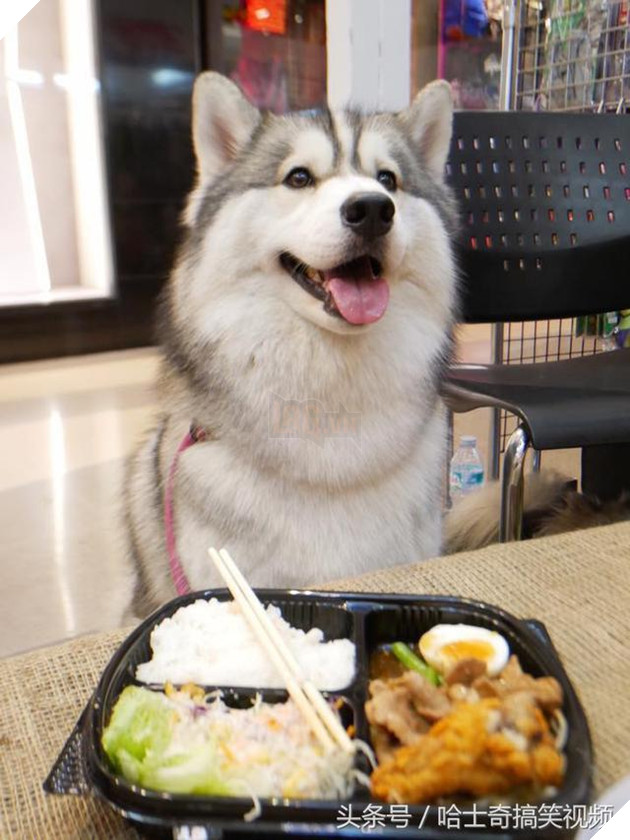 Bạn còn nhớ chú chó mặc áo mưa gây bão mạng? Giờ em ấy đã thành ‘nhân viên bán hàng’ ở chợ đêm 14