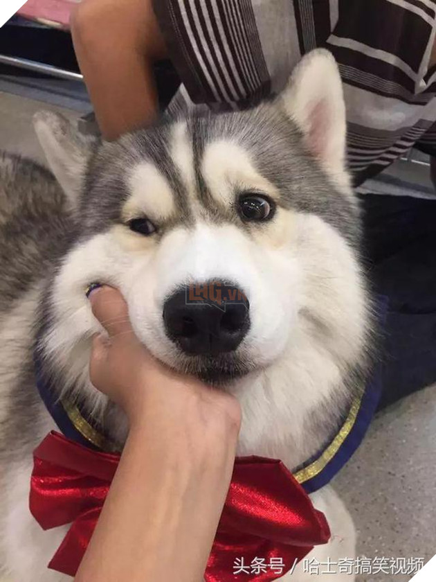 Bạn còn nhớ chú chó mặc áo mưa gây bão mạng? Giờ em ấy đã thành ‘nhân viên bán hàng’ ở chợ đêm 17