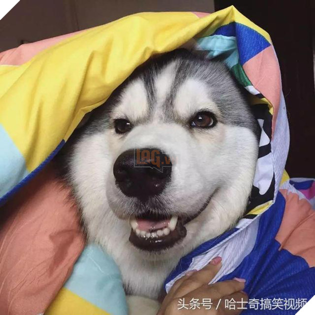 Bạn còn nhớ chú chó mặc áo mưa gây bão mạng? Giờ em ấy đã thành ‘nhân viên bán hàng’ ở chợ đêm 15