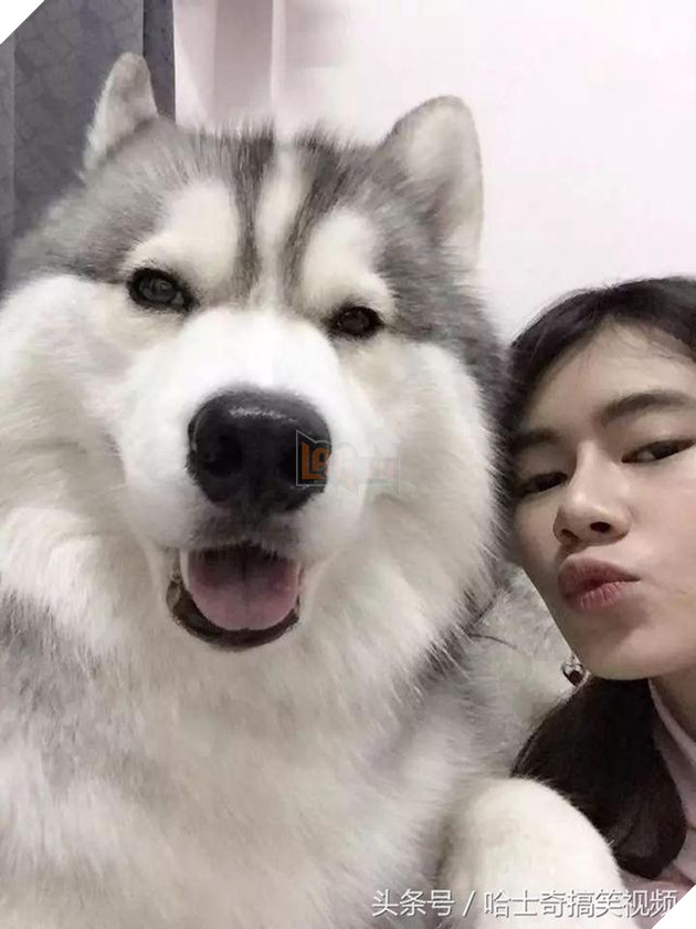 Bạn còn nhớ chú chó mặc áo mưa gây bão mạng? Giờ em ấy đã thành ‘nhân viên bán hàng’ ở chợ đêm 16