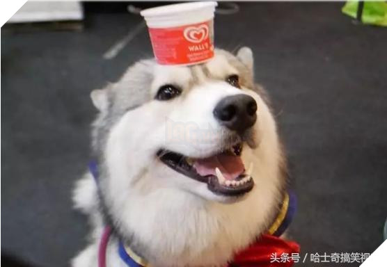 Bạn còn nhớ chú chó mặc áo mưa gây bão mạng? Giờ em ấy đã thành ‘nhân viên bán hàng’ ở chợ đêm 18