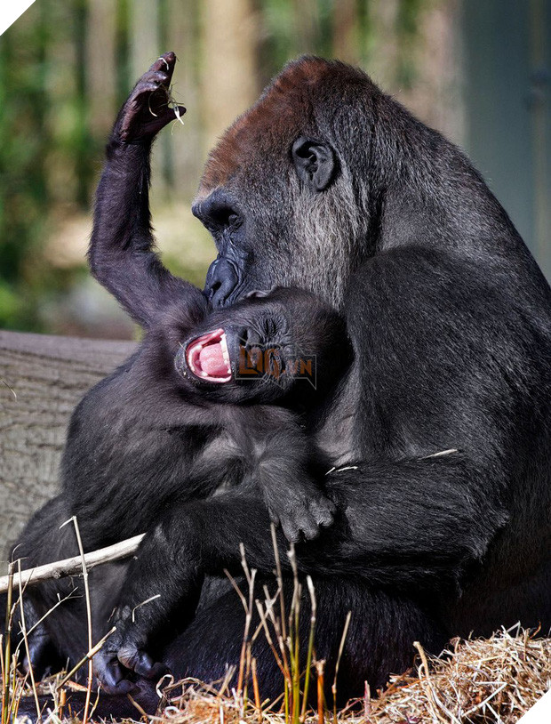 Những khoảnh khắc cười rơi mồm của bè lũ động vật - Ảnh 1.