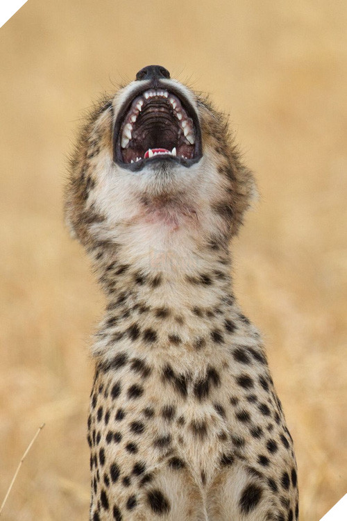 Những khoảnh khắc cười rơi mồm của bè lũ động vật - Ảnh 3.