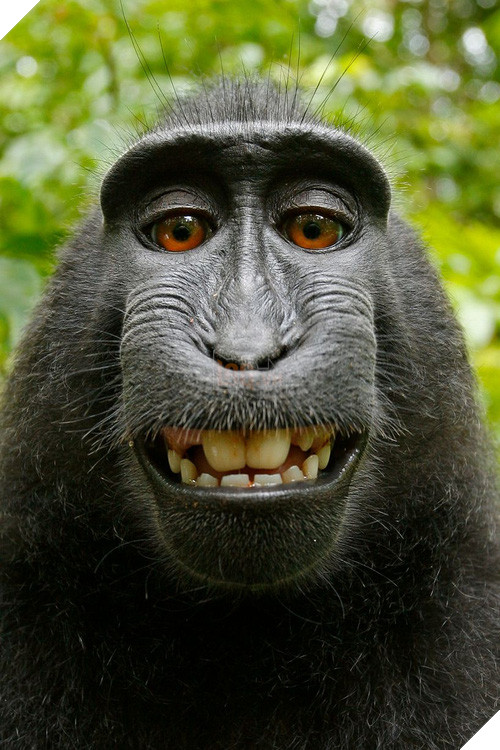 Những khoảnh khắc cười rơi mồm của bè lũ động vật - Ảnh 5.