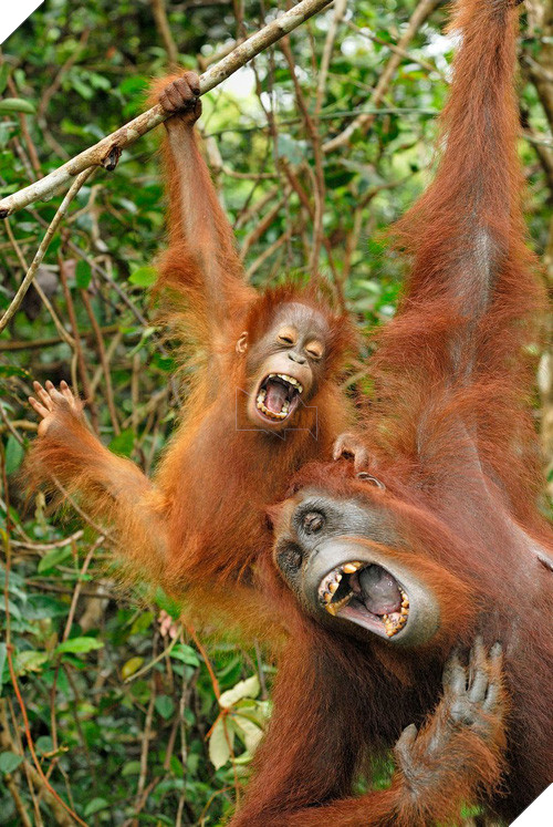 Những khoảnh khắc cười rơi mồm của bè lũ động vật - Ảnh 9.