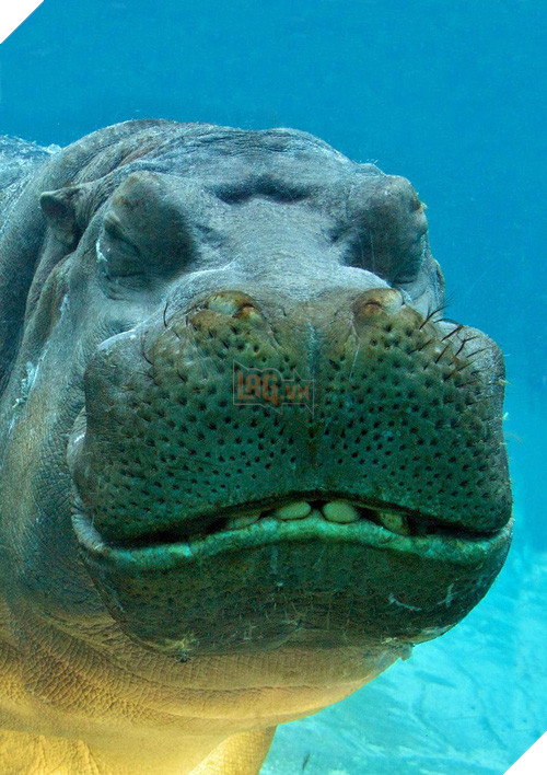 Những khoảnh khắc cười rơi mồm của bè lũ động vật - Ảnh 11.