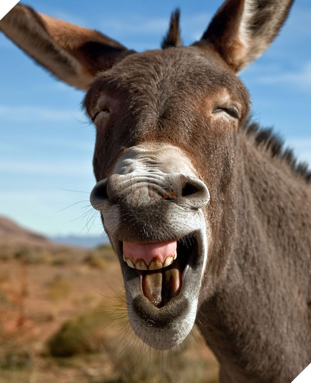 Những khoảnh khắc cười rơi mồm của bè lũ động vật - Ảnh 13.