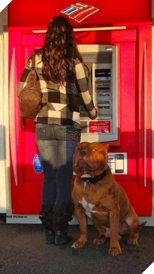Những chú chó vào vai bảo kê máu mặt tại các cây ATM vào ban đêm - Ảnh 1.