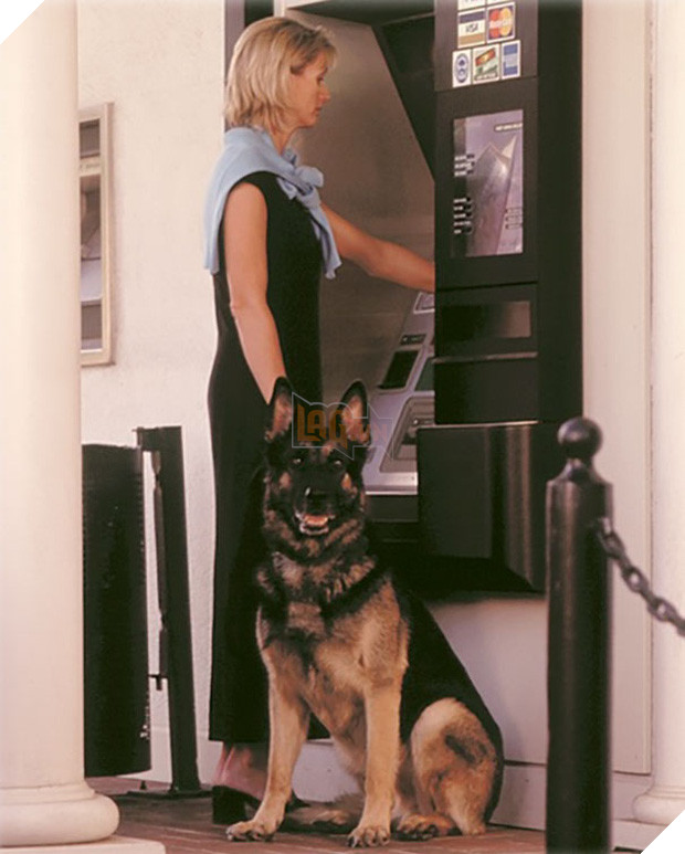 Những chú chó vào vai bảo kê máu mặt tại các cây ATM vào ban đêm - Ảnh 25.