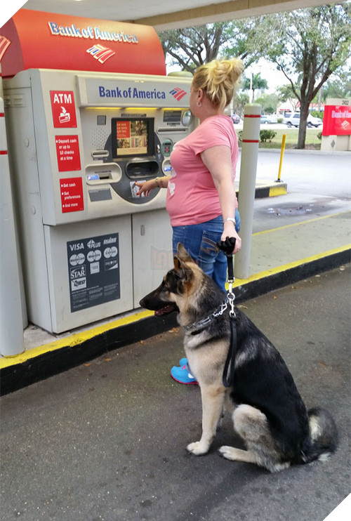 Những chú chó vào vai bảo kê máu mặt tại các cây ATM vào ban đêm - Ảnh 23.