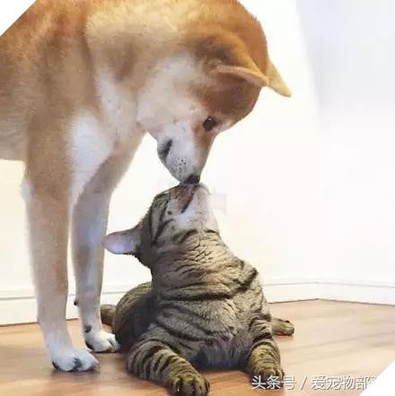 Siêu ngộ nghĩnh! Cười đau ruột với tình bạn của ‘chó hớn hở’ và ‘mèo lạnh lùng’ 8