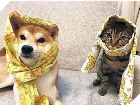 Siêu ngộ nghĩnh! Cười đau ruột với tình bạn của ‘chó hớn hở’ và ‘mèo lạnh lùng’ 9