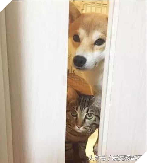 Siêu ngộ nghĩnh! Cười đau ruột với tình bạn của ‘chó hớn hở’ và ‘mèo lạnh lùng’ 10