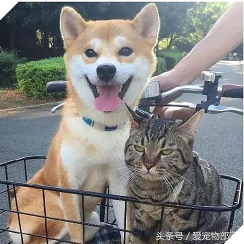 Siêu ngộ nghĩnh! Cười đau ruột với tình bạn của ‘chó hớn hở’ và ‘mèo lạnh lùng’ 11