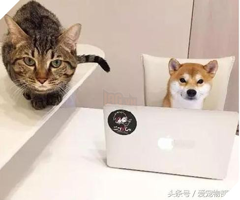 Siêu ngộ nghĩnh! Cười đau ruột với tình bạn của ‘chó hớn hở’ và ‘mèo lạnh lùng’ 13