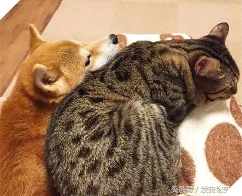 Siêu ngộ nghĩnh! Cười đau ruột với tình bạn của ‘chó hớn hở’ và ‘mèo lạnh lùng’ 12