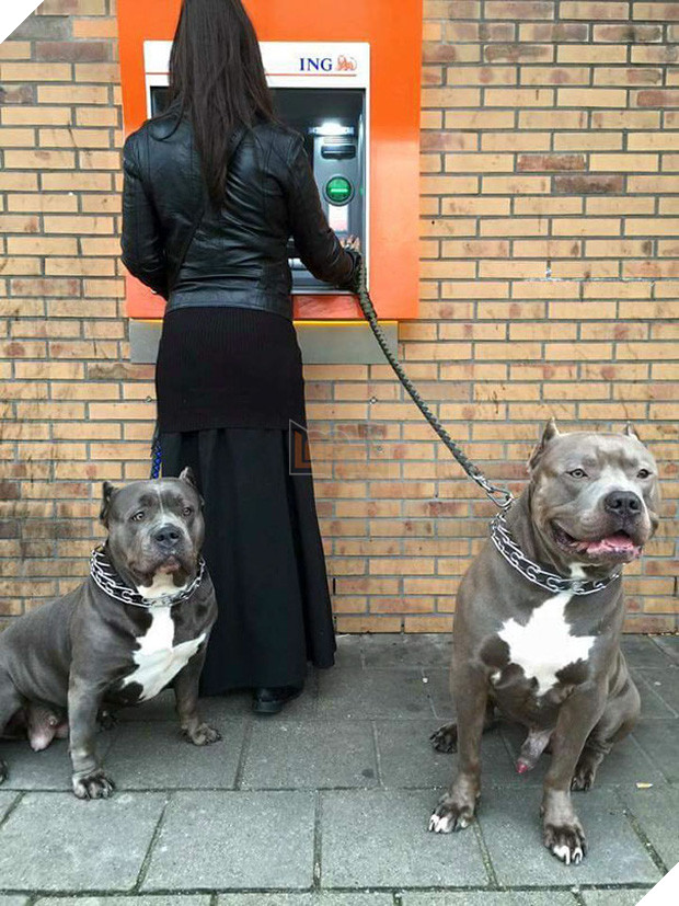 Những chú chó vào vai bảo kê máu mặt tại các cây ATM vào ban đêm - Ảnh 3.