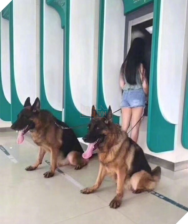 Những chú chó vào vai bảo kê máu mặt tại các cây ATM vào ban đêm - Ảnh 5.