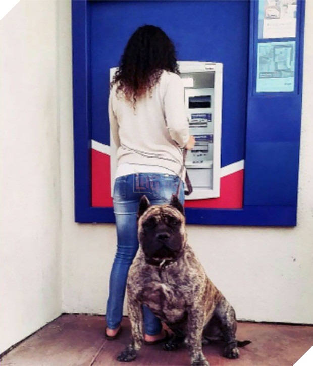 Những chú chó vào vai bảo kê máu mặt tại các cây ATM vào ban đêm - Ảnh 11.
