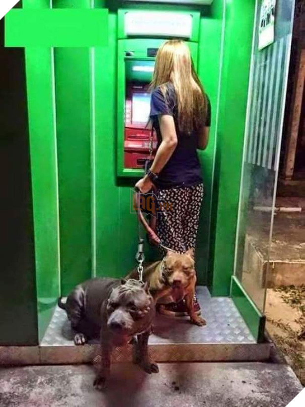 Những chú chó vào vai bảo kê máu mặt tại các cây ATM vào ban đêm - Ảnh 9.